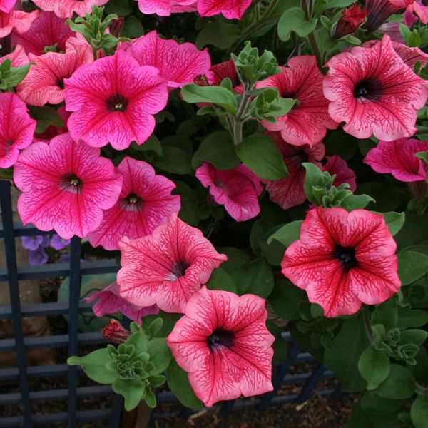 petunia-surfinia hot-red9F7BBCCE-28D5-E579-7364-22FF71D81D35.jpg